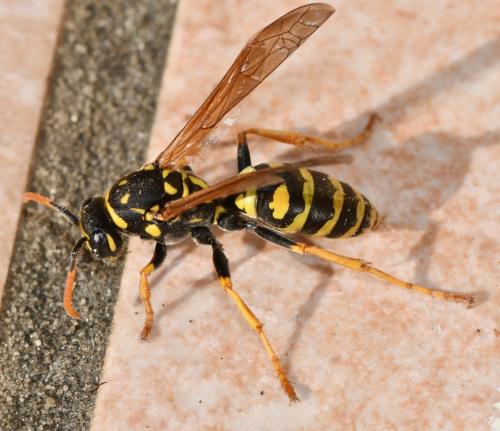 Polistes dominula